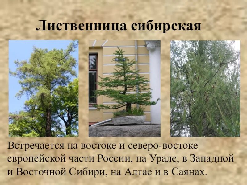 Презентация лиственница. Лиственница 1 класс. лиственница диаметр ствола. лиственница сибирская фото и описание. классификация лиственницы западной.