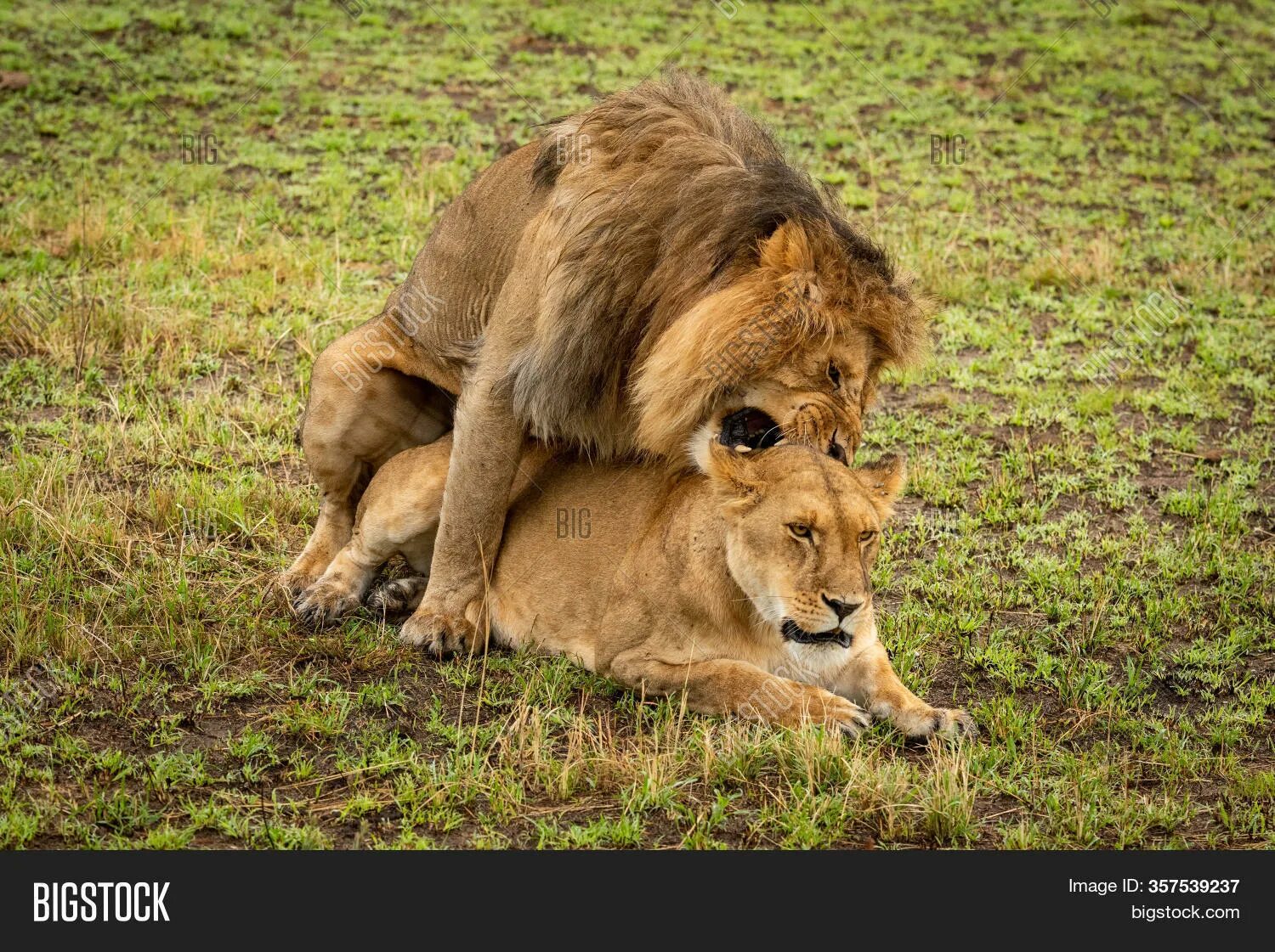 Mating men. Львы самцы спариваются. львы 2 самцы спариваются. львы 2 самки спариваются. lion mating.
