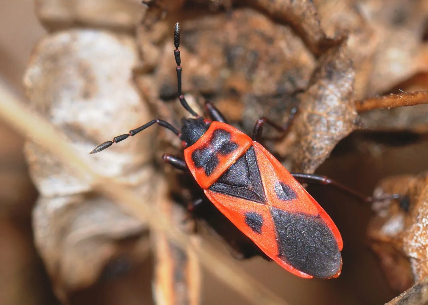 Red bug. Box elder bug. bug&#039;doyzor. bug фото d gr.