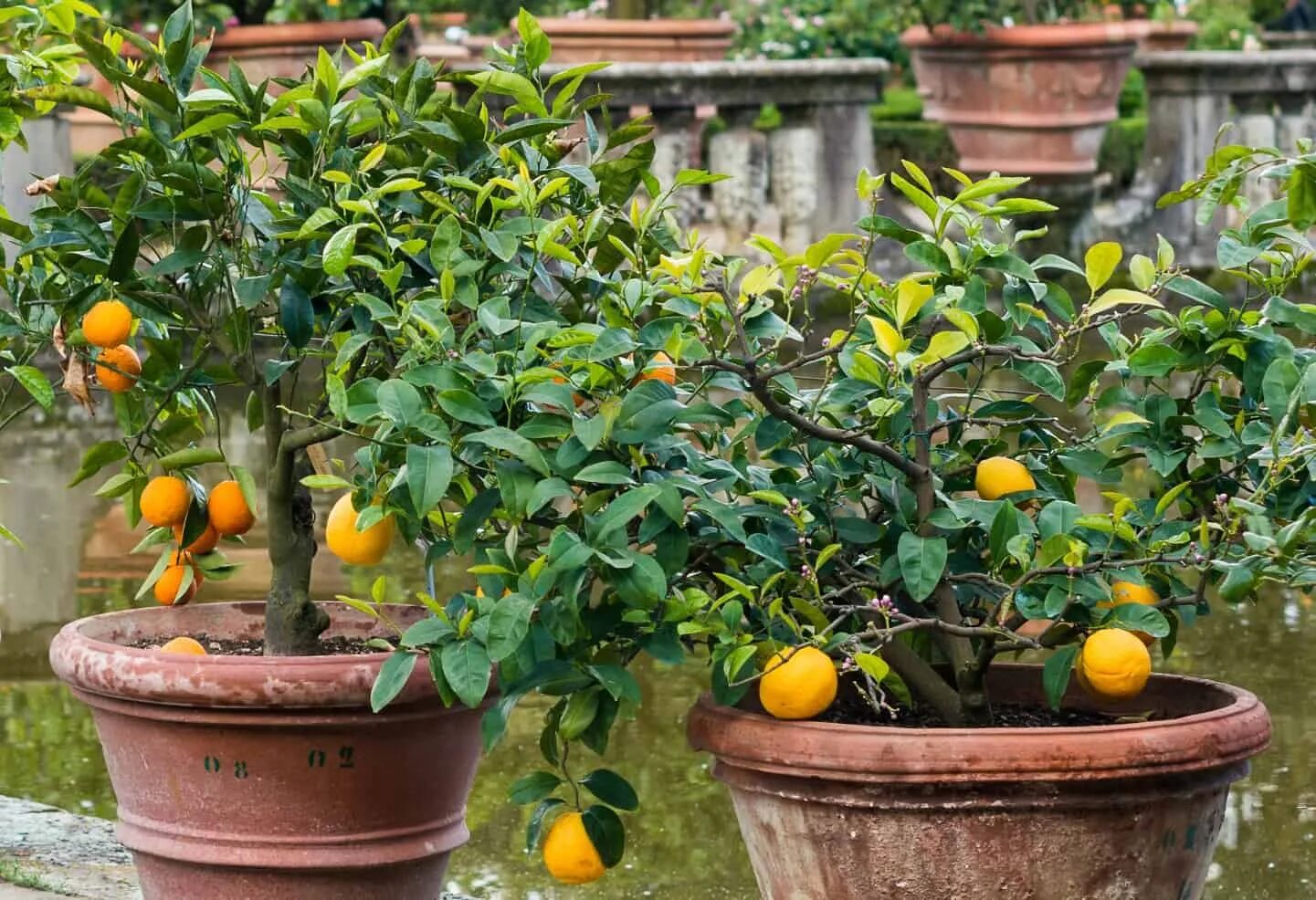 Условия выращивания фруктов. Citrus Dwarf Dwarf Citrus. Итальянские патио сады с цитрусовыми. Маленькие фруктовые деревья. Низкорослые деревья фруктовые на балконе.