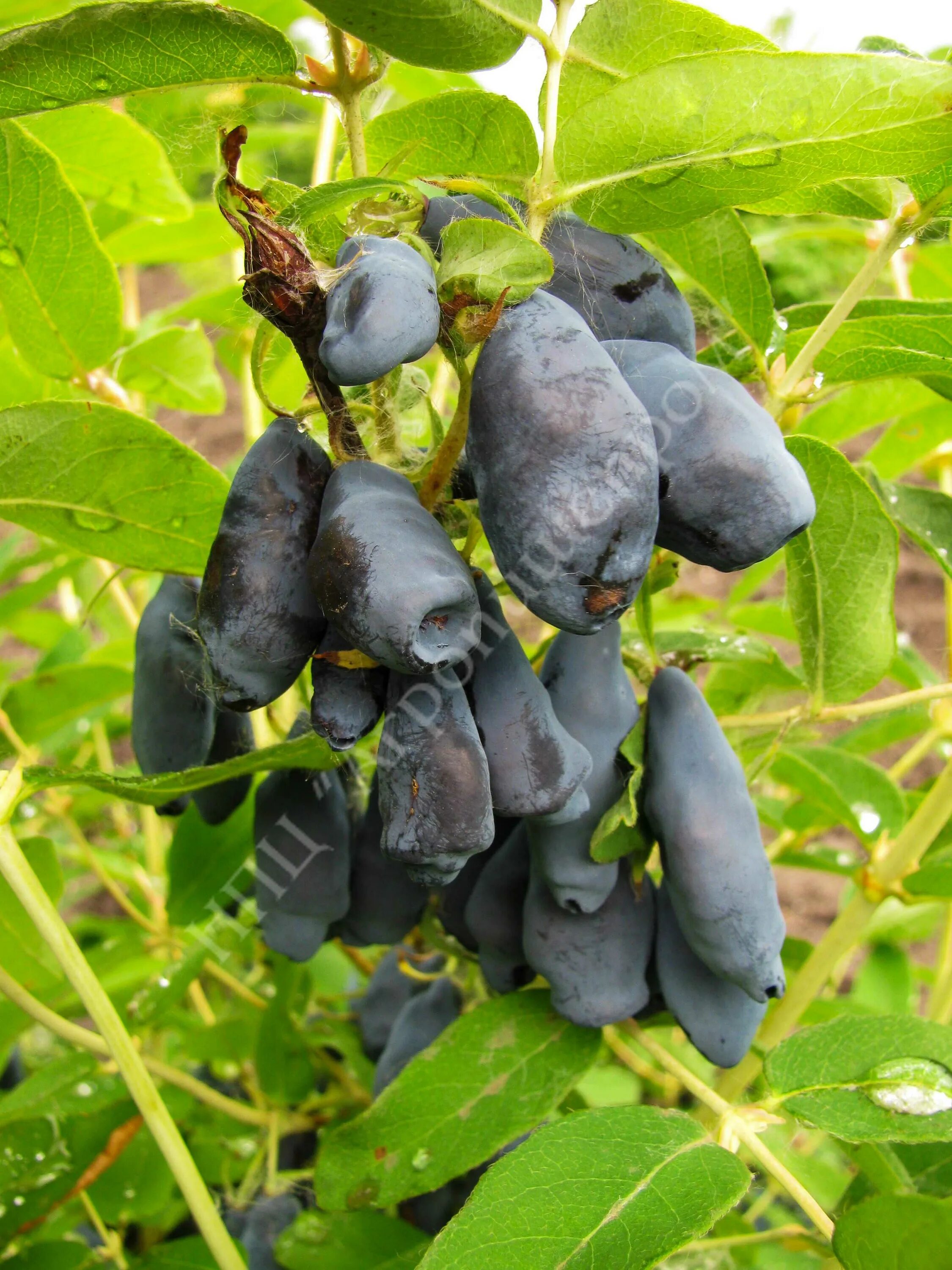 Жимолость съедобная жимолость съедобная. Жимолость морена. Жимолость съедобная лазурная. Жимолость съедобная. Жимолость ленинградский великан.