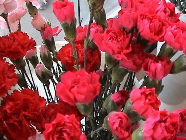 Акция гвоздика. Красные гвоздики эстетика. Гвоздика на черном фоне. Акция красная гвоздика. Гвоздика турция красная.