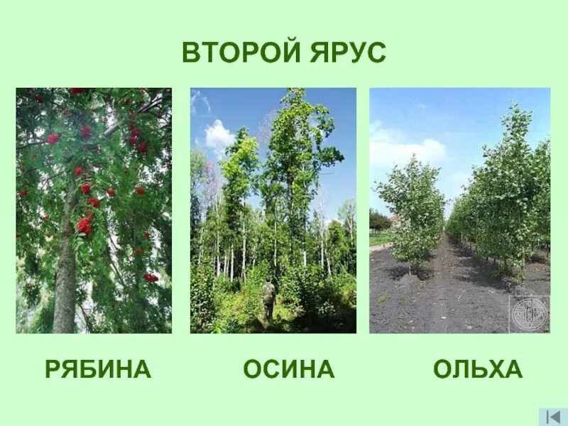 Возле школы растут шесть деревьев сосна береза липа тополь ель и клен. Сколько берез растет около школы. Загадка про берёзку для детей. Во дворе школы растут всего три дерева. Клен липа береза тополь сосна ель.