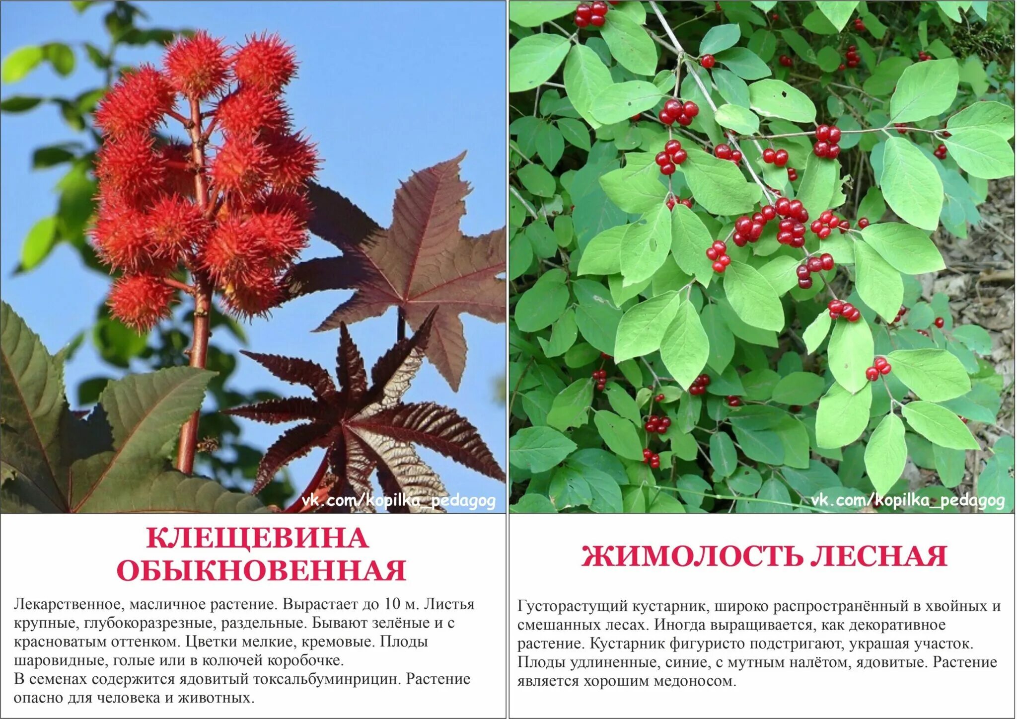Опасные растения для человека и животных. Ядовитые растения. ядовитые декоративные растения. опасные растения россии. ядовитые дикорастущие растения.