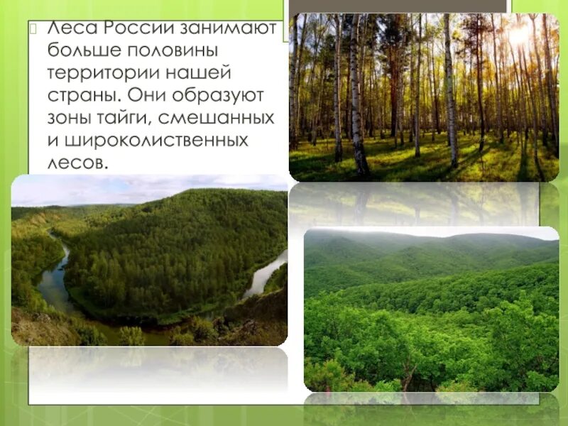 Эта природная зона занимает более половины территории. Тайга смешанные и широколиственные леса. Зоны тайги и широколиственных лесов России. Занимаемая территория смешанного леса. Смешанные леса занимают.