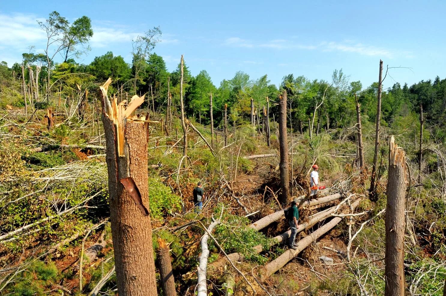 Cut down forest. Разрушение тропических лесов. Сломанный ствол дерева. Обломки стволов. Сломанная сосна.