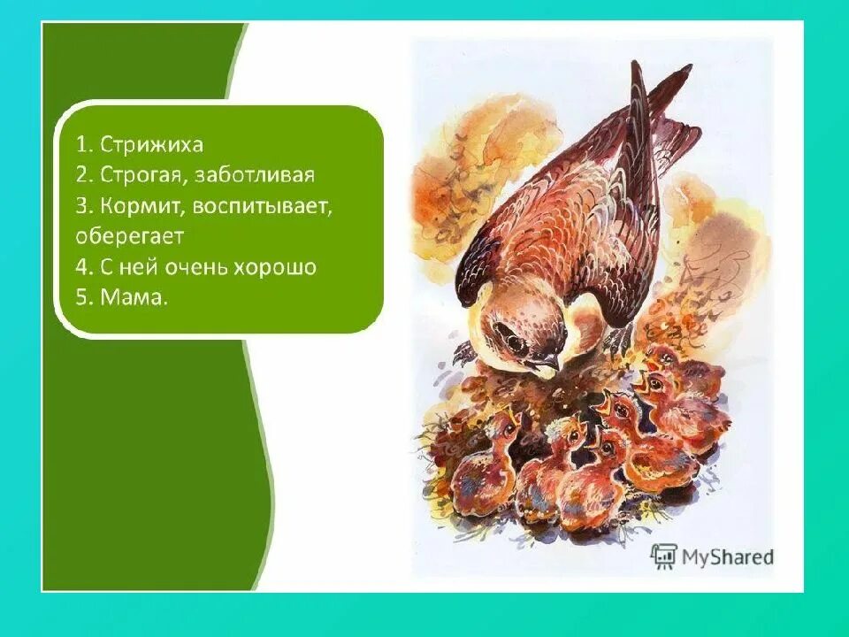 Произведение стрижонок скрип план рассказа. Литературное чтение 4 класс Стрижонок скрип в.Астафьев. План по рассказу Стрижонок скрип. В П Астафьев Стрижонок скрип план.