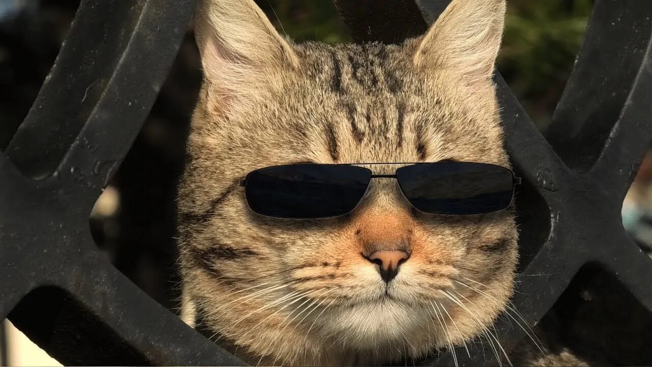 Забивной кот. Котик забивной забивной котик. Кеша кот урагана хокаге. Крутой кот. Забивной кот.