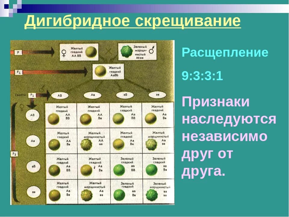 Характеристики дигибридного скрещивания. Дигибридное скрещивание 9331. 9 3 3 1 Дигибридное скрещивание. Анализирующее дигибридное скрещивание расщепление. Таблица дигибридного скрещивания.