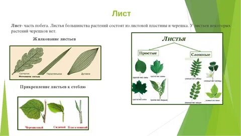 Лист форма жилкование листорасположение