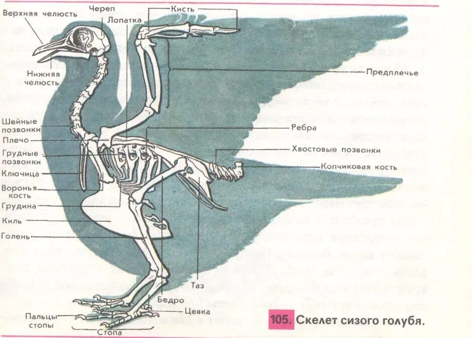 Строение скелета птицы голубя. Строение скелета сизого голубя. Строение скелета птицы рисунок с подписями. Скелетное строение голубя. Строение скелета голубя