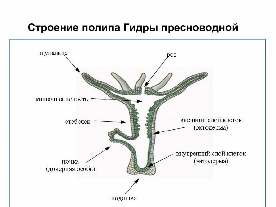 Строение одиночного кораллового полипа. Структура полипа. Структура полипа. Кишечная полость коралловых полипов. Строение кораллового полипа биология 7.