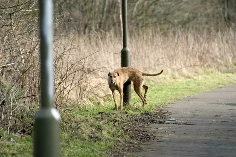 Dog piss. Pee Post собак. Dog pee Lamps. Dog pee Basket. Dog pee on Javelin.