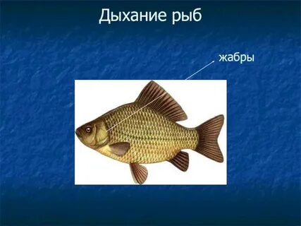 Карась речная или морская рыба