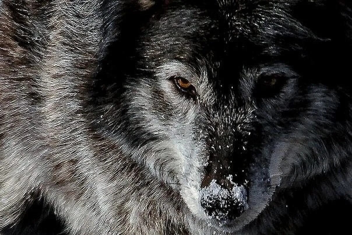 Волк 1 9 5. Борз волк. Фотографии волка одиночки. Фото Волков одиночек. Картинки волк одиночка.