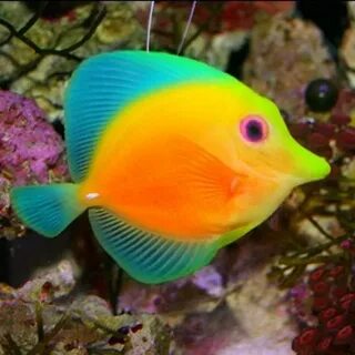 Colorful fish