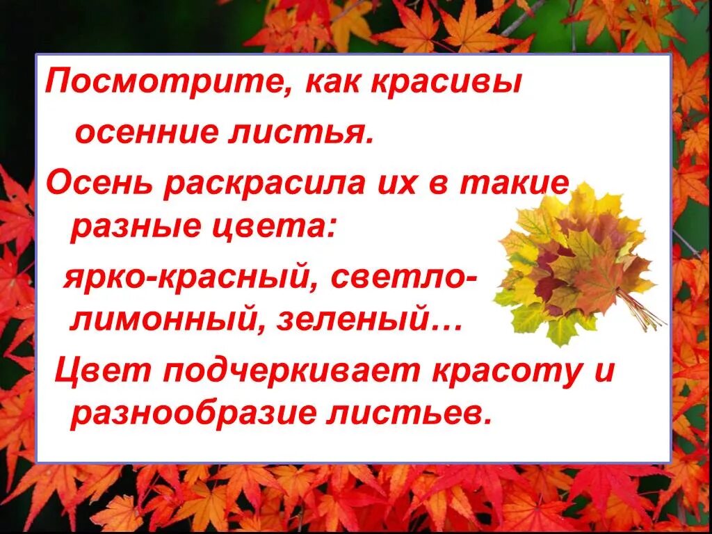 История осенних листьев. Красота осенних листьев презентация. презентация осенние листьев. осенние листья для презентации. рассказы про листьев.