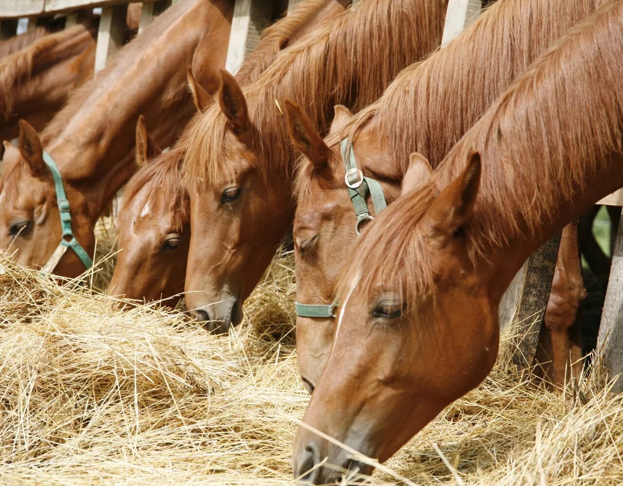 Кормежка лошадей. Что едят лошади. Фураж для лошадей. Зерном этой культуры кормят лошадей. Что едят лошади.