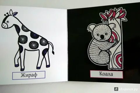 Коала и жираф