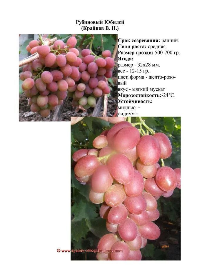Виноград Рубиновая капля - купить саженцы, чубуки в питомнике.