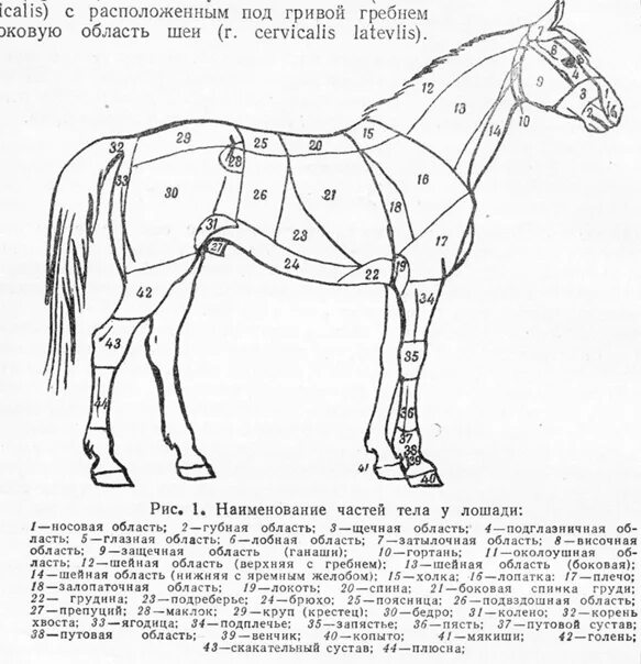 Стати тела лошади. Лошадей под цифрой 2. Лошадей под цифрой 2. Осевой скелет лошади. Маклок анатомия у лошади.