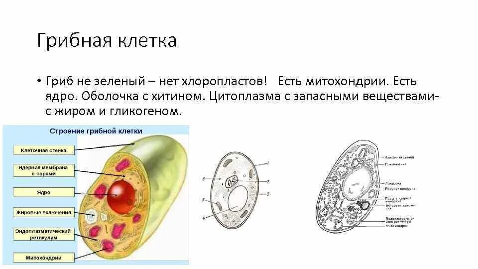 Схема строения клетки гриба. Строение ядра грибной клетки. Схема строения грибной клетки. Клетка гриба схема. Есть ли ядро у грибов