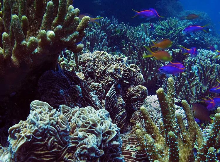 Сообщество кораллового рифа. Большой Барьерный риф коралловые полипы. Шестилучевые кораллы Hexacorallia.. Колония коралловых полипов. Подводный мир кораллы.