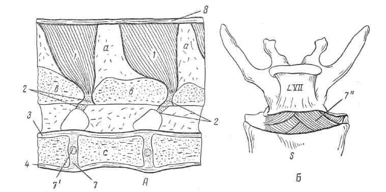 Соединение позвонков животных. Выйная связка крупного рогатого скота. Суставы позвонков анатомия животных. Соединение позвонков животных. Соединение костей позвоночника анатомия.