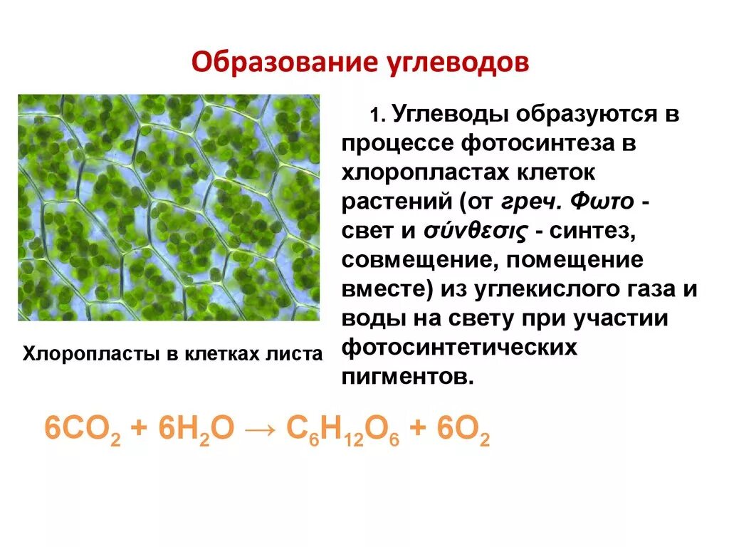 Углеводы образуют