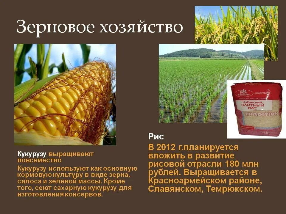 Возделывание пшеницы. Комбайн в поле. Агропромышленный комплекс. Сельское хозяйство. Развитие зернового хозяйства.