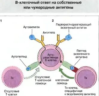 Антитела чужеродные