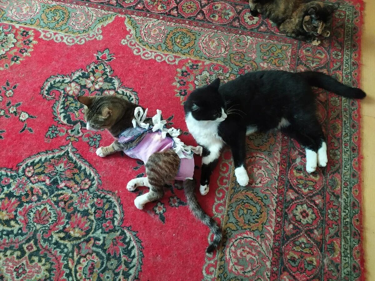 Кот после вязки. Кошка после спаривания. кота повязали. кот пристает к коту.