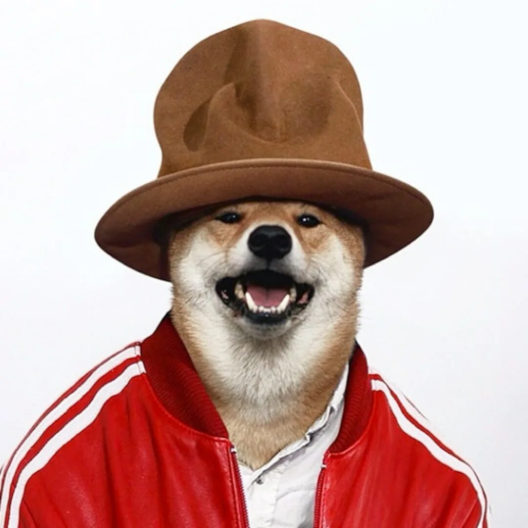 Пес шляпа. Собака в шляпе. Пес в шляпе. Собачка в шляпке. Собака в шляпе и очках.