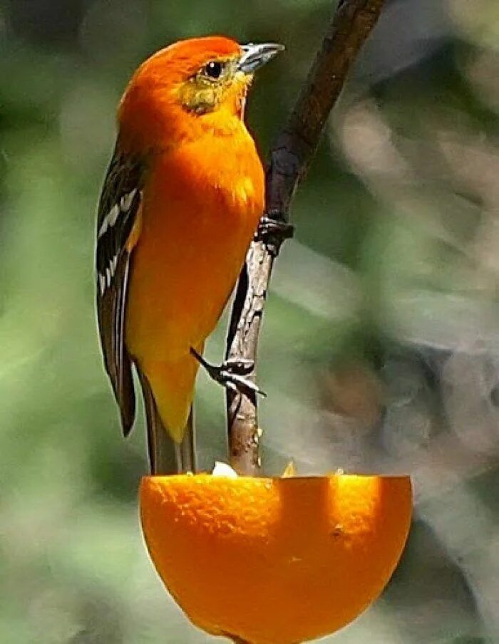Птица маленькая оранжевая. Танагра оранжевая. Рыжая птица. Птички оранжевого цвета. Птицы с оранжевым оперением.
