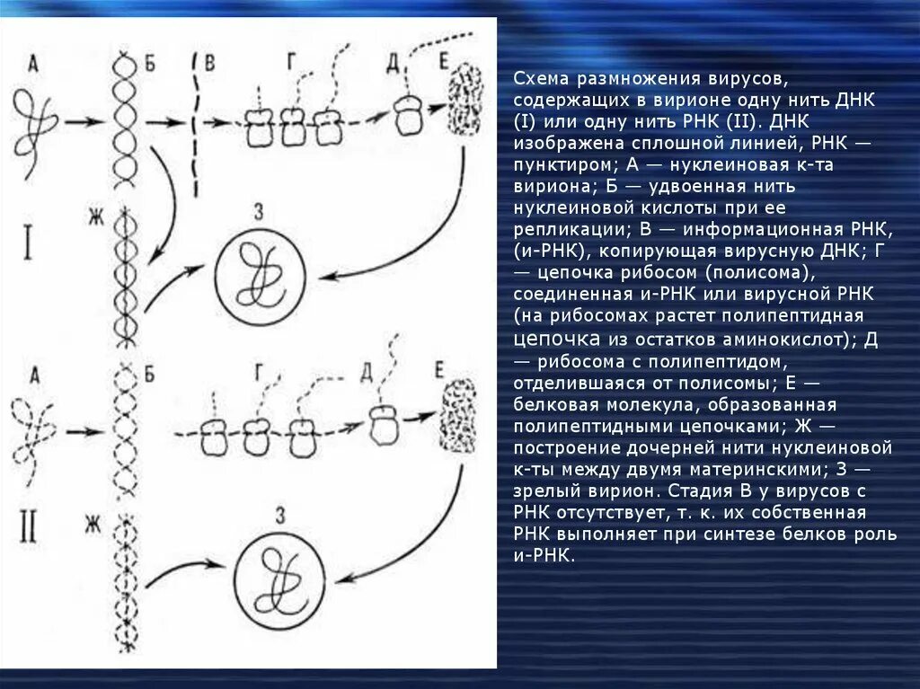 Схема репродукции РНК содержащих вирусов. ДНК вирусы схема. +РНК нить вирусов. Размножение РНК вирусов.