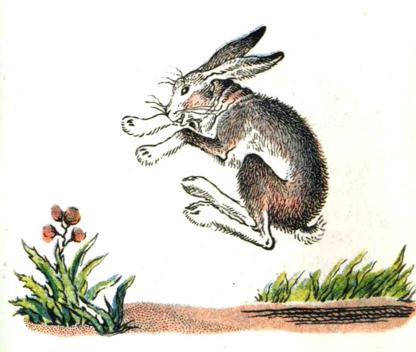 ежик и заяц. сутеева палочка выручалочка. н сладкова лисица и ёж. заяц и еж сказка русска. хармс.