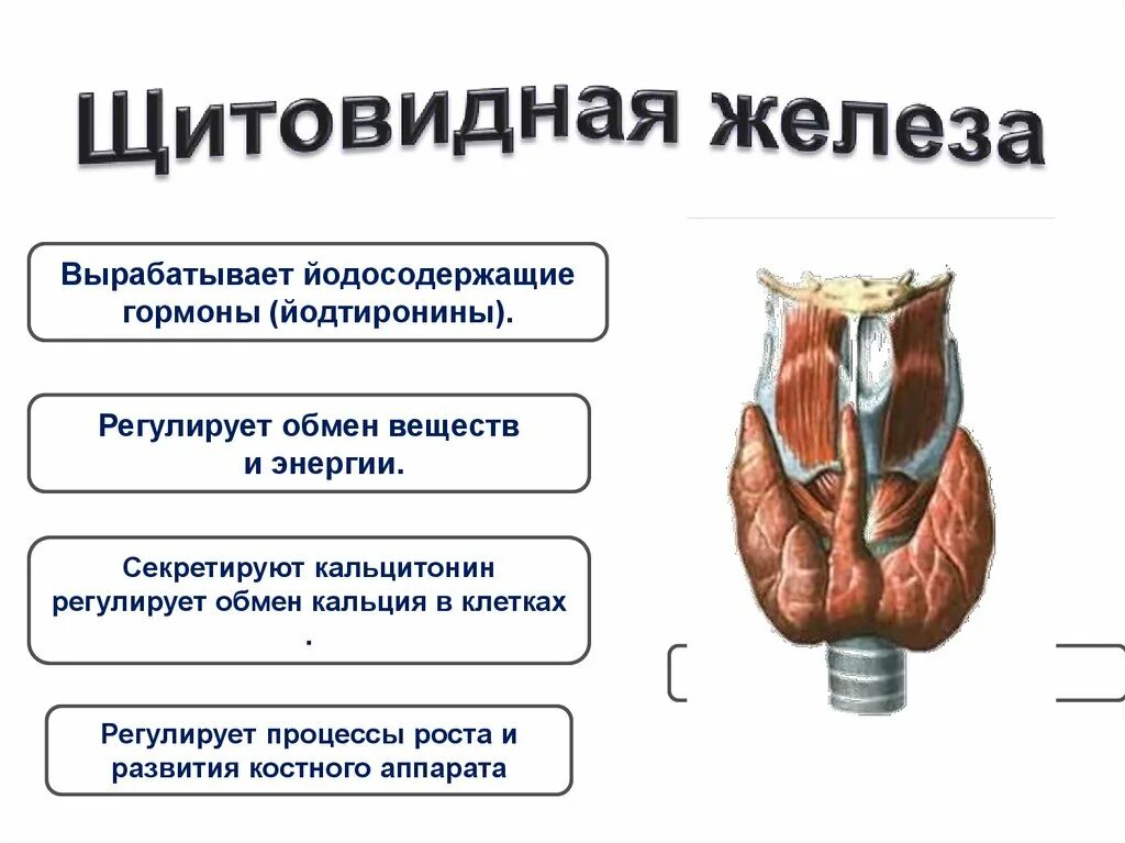 Гипофиззависимые эндокринные железы. Гипофиззависимые и Гипофизнезависимые железы внутренней секреции. Гопофизавизимые железы внутренней секреции. Шипофизозависимые жезелы. Какие железы вырабатывают тироксин