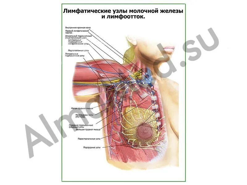 Лимфатические сосуды и узлы молочной железы. Строение молочной железы лимфоузлы. Молочная железа лимфатическая система. Кровоснабжение и лимфоотток молочной железы. Увеличен лимфоузел в молочной железе