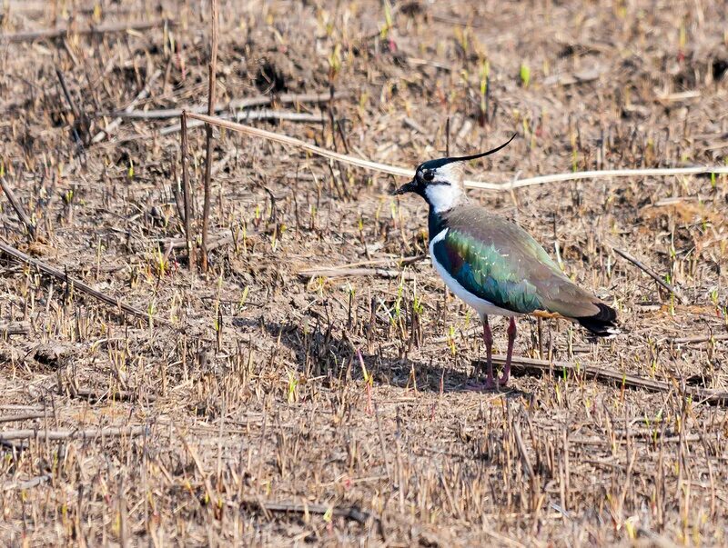 чибис киров. чибис луговка. чибис. Vanellus lugubris). чибис фото.