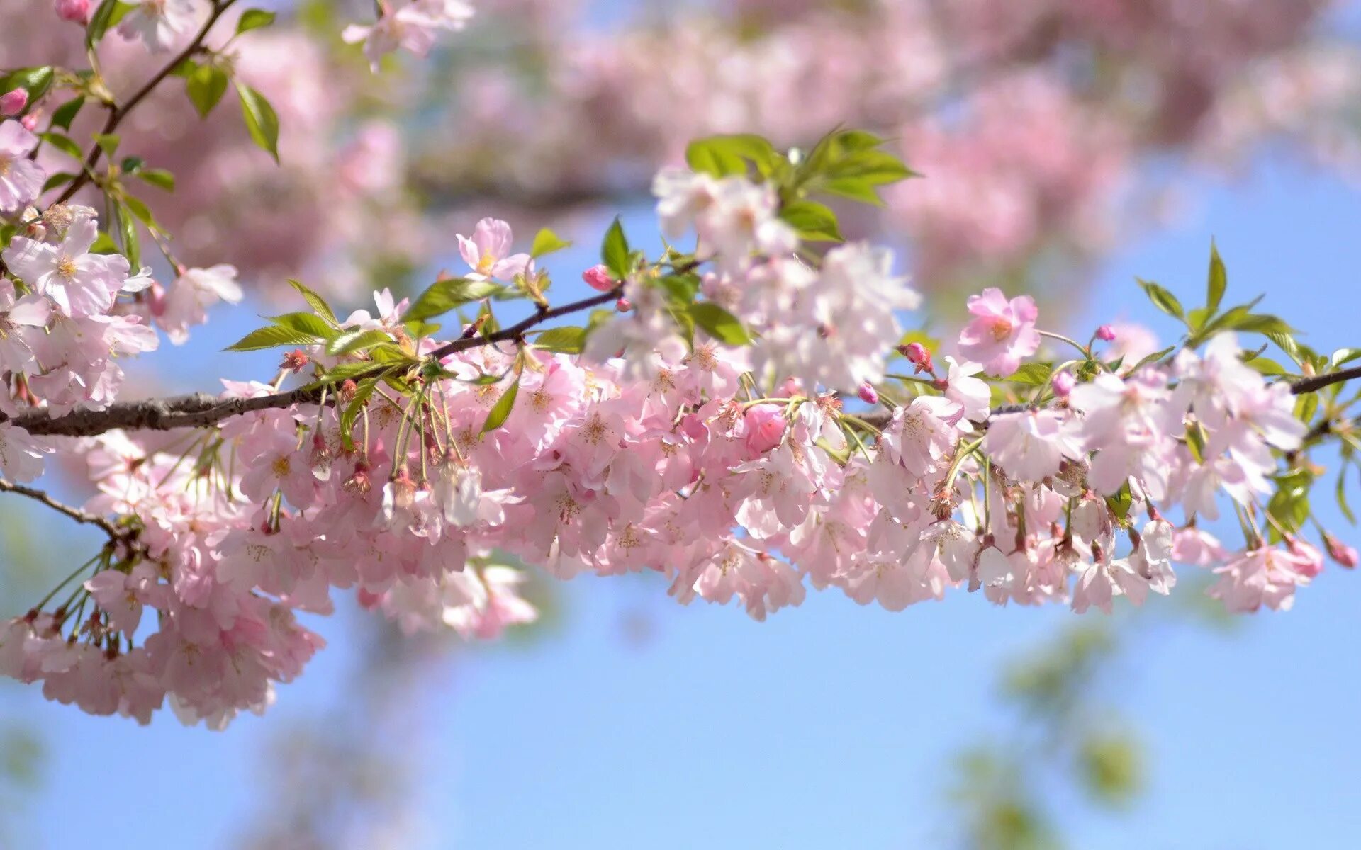 Весенняя природа. Цветение вишни. Весеннее цветение.. Розовые цветы в мае