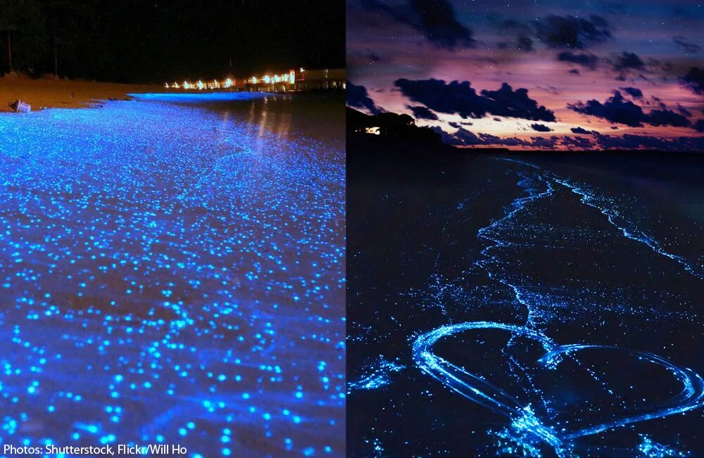 Наблюдать светиться. Остров Ваадху Мальдивы. Пляж Ваадху Мальдивы. Мальдивы остров Ваадху море. Остров Ваадху светящийся пляж.