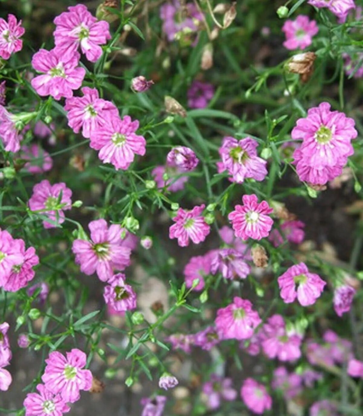 Гипсофила ползучая розовая. Гипсофила rosea. Гипсофила ползучая rosea. Гипсофила Качим ползучая rosea. Гипсофила розовая многолетняя