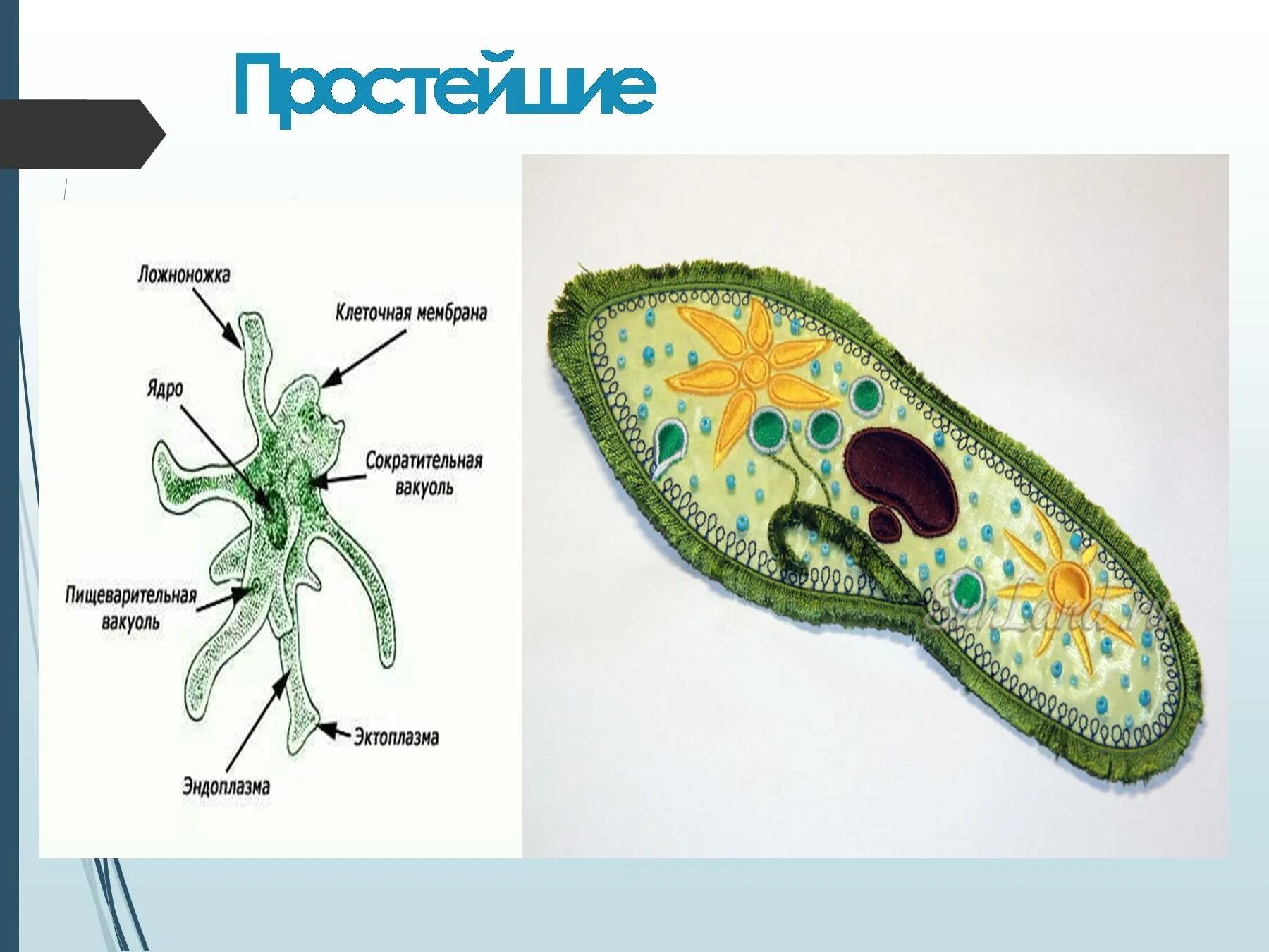 Пищеварительная вакуоль рисунок. Пищеварительная вакуоль у простейших. Инфузория туфелька ложноножки. Сократительные вакуоли у животных. Амёба обыкновенная пищеварительная вакуоль.