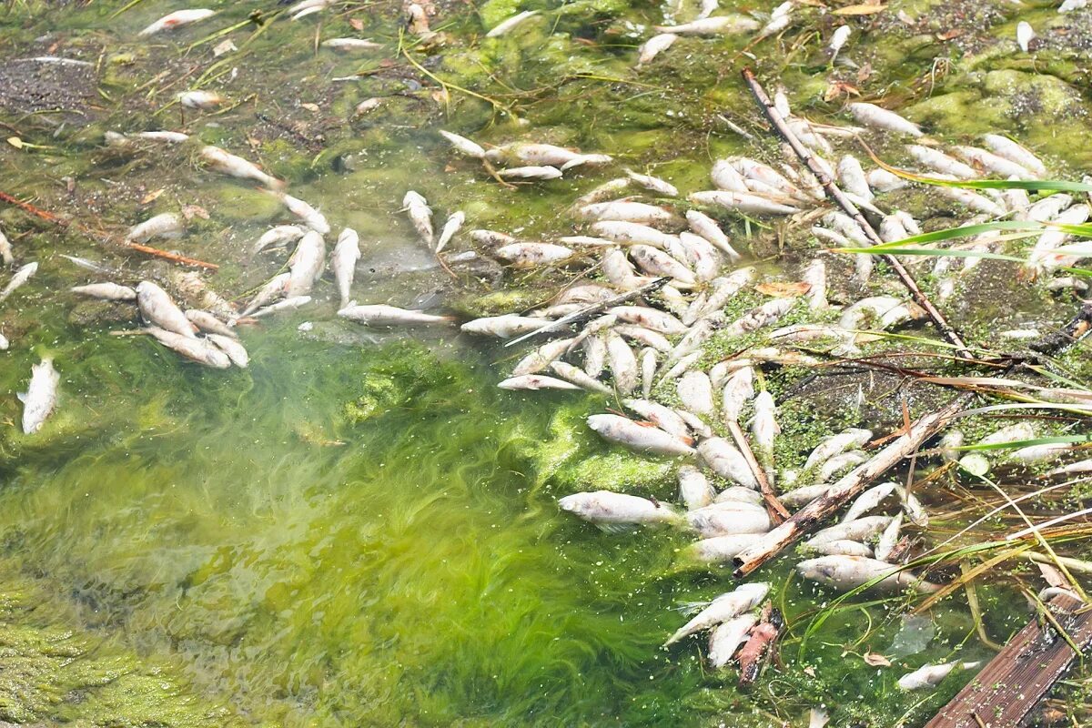 В воде рыбы водоросли. Шершневское водохранилище загрязнение. Рыба в Шершневском водохранилище Челябинск. Шершнёвское водохранилище Челябинск загрязнение.