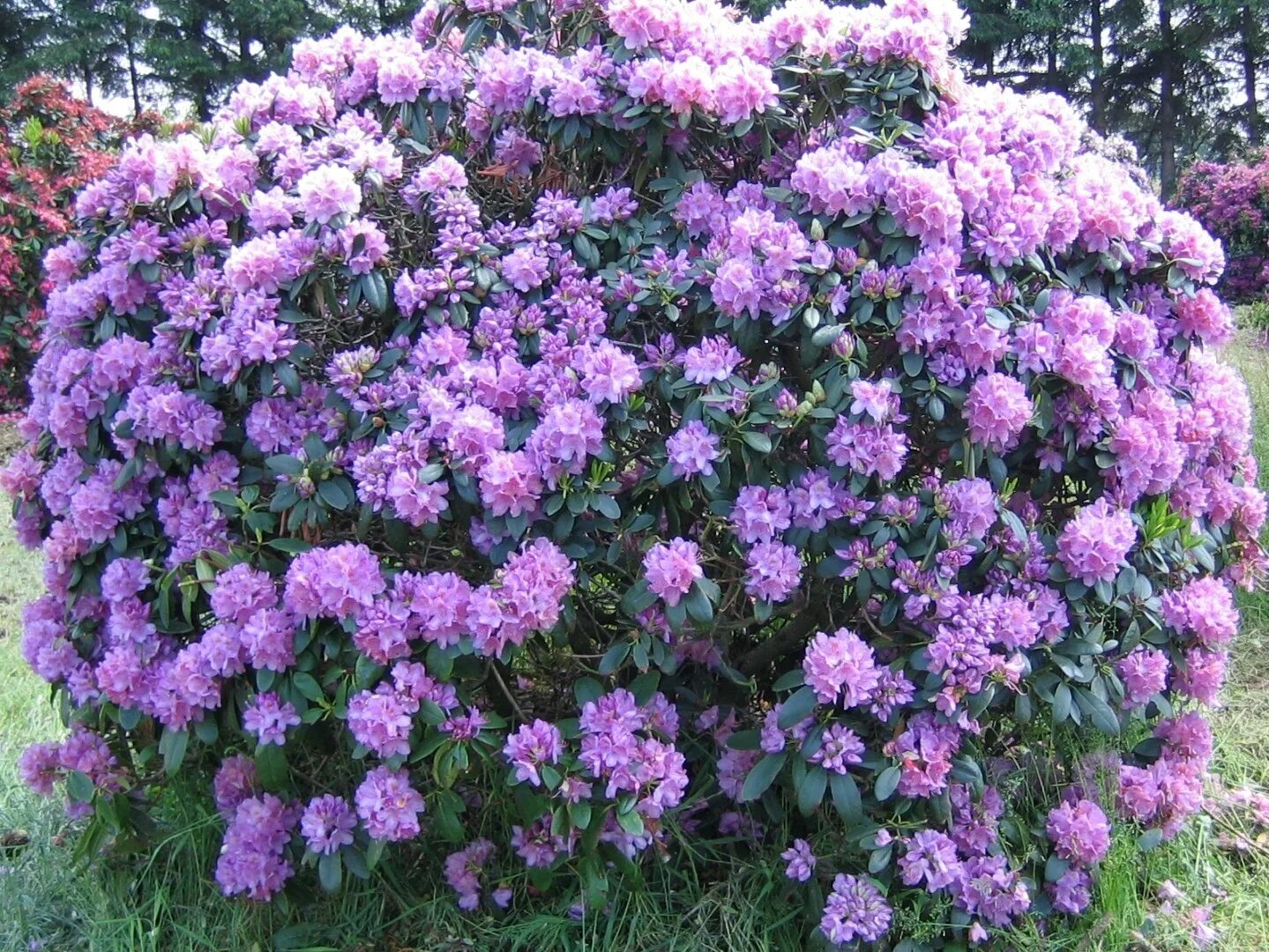 Рододендрон кетевбинский. Рододендрон кватенбийский. Рододендрон catawbiense grandiflorum. Рододендроны кавтебинский.