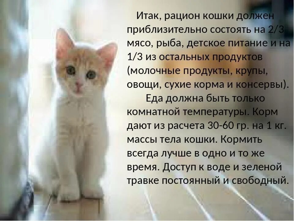 Что нужно давать кошке. Какую рыбу можно давать коту. Что нельзя котикам. Чем нельзя кормить кота. Какую рыбу можно котятам.