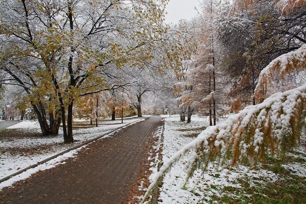 Первый снег. Поздняя осень. Первый снег в городе. Осень снег.