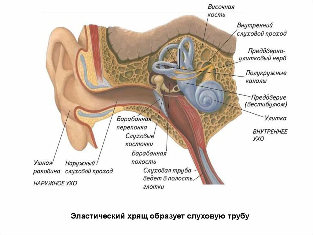 Слуховой анализатор 8 класс вестибулярный аппарат. Структуры уха и вестибулярного аппарата. Строение уха биология. Строение уха человека вестибулярный аппарат. 8 орган слуха и равновесия