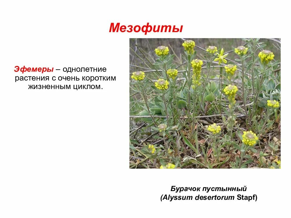 К мезофитам относятся растения. Мезофиты эфемеры. бурачок пустынный (alyssum desertorum). проломник северный эфемер. растения мезофиты.