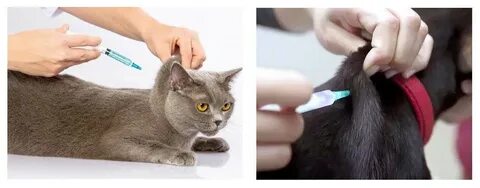 Рингер коту подкожно
